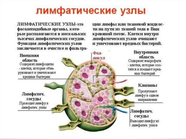 Описание строение лимфатического узла