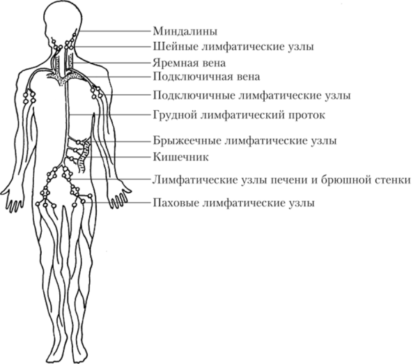 Лимфатическая система лимфатические узлы карта