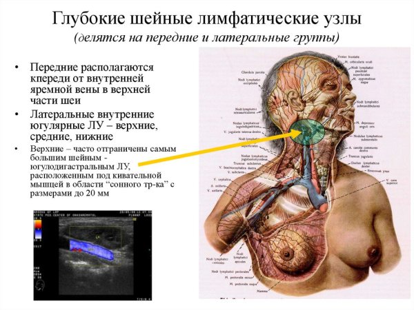 Функции лимфатической системы схема