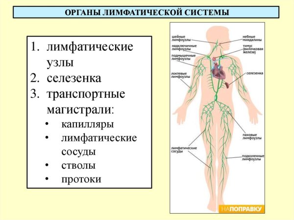Лимфатическая система лимфоузлы