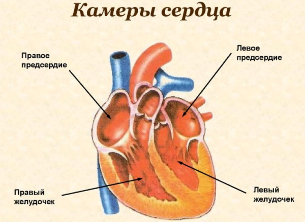 Строение сердца желудочки предсердия