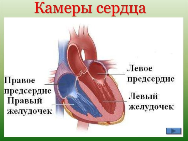 Предсердия и желудочки сердца