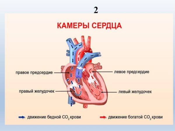 Строение камер сердца человека