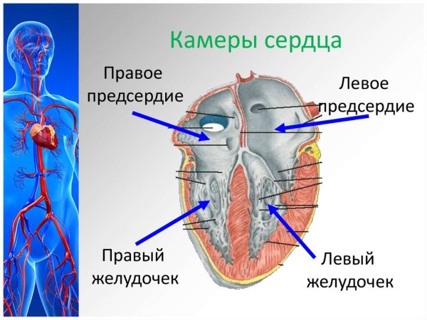 Камеры сердца