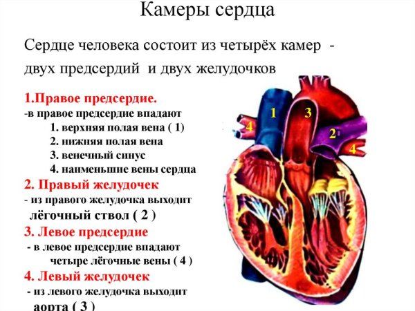 Таблица строения сердца камеры