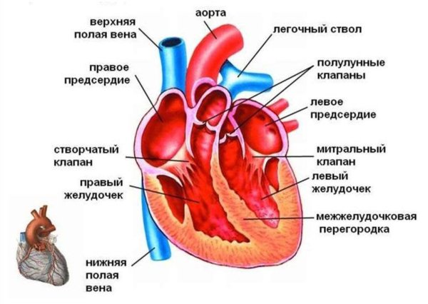 Строение сердца желудочки предсердия