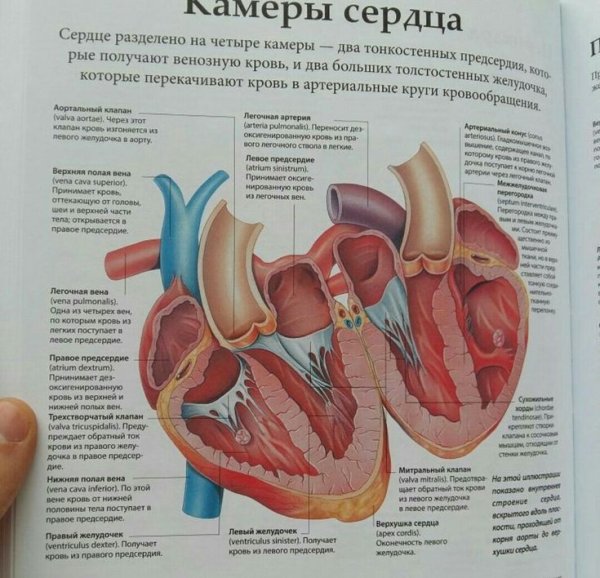 Камеры сердца анатомия