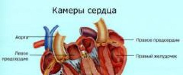 Внутреннее строение сердца камеры