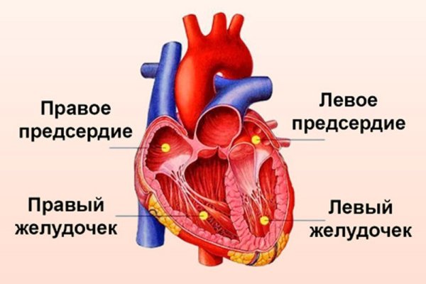 Строение сердца желудочки предсердия
