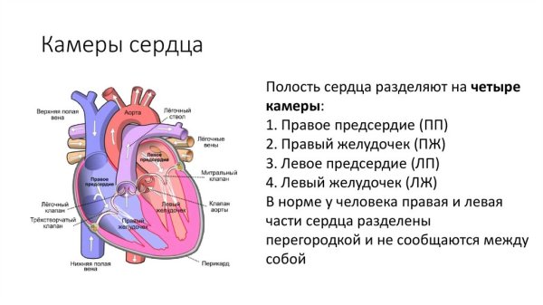 4 Камеры сердца