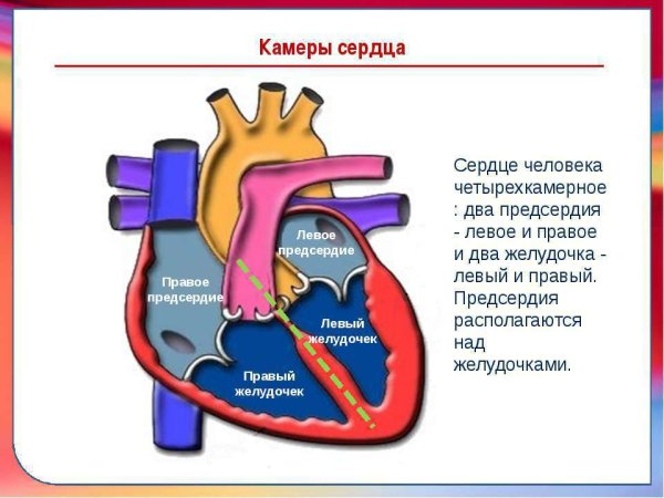 Количество камер в сердце человека
