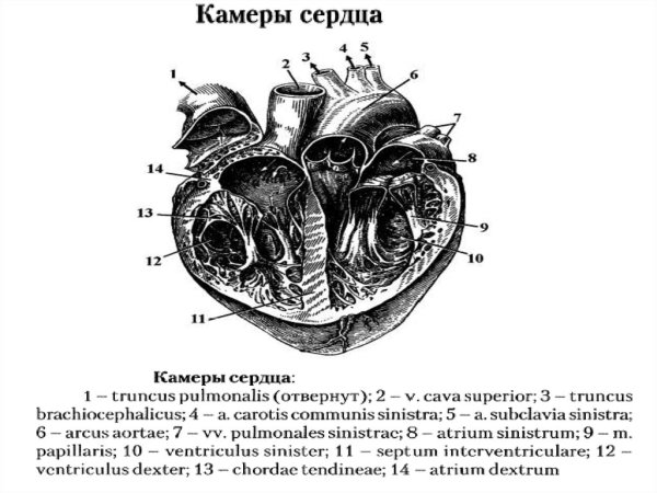 Строение сердца 4 камеры