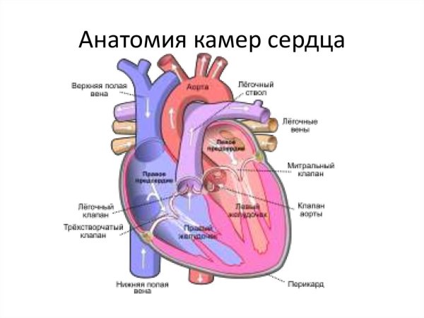 Сердце человека желудочки и предсердия