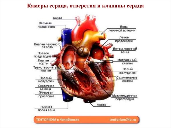 Сердце человека анатомия без подписей