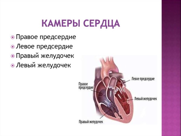 Строение сердца движение крови