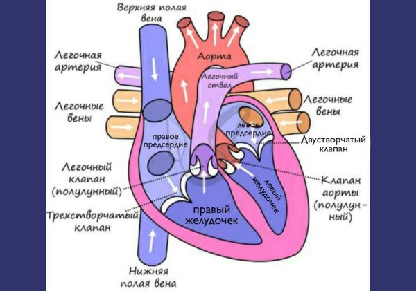 Анатомо-физиологические особенности сердечно-сосудистой системы