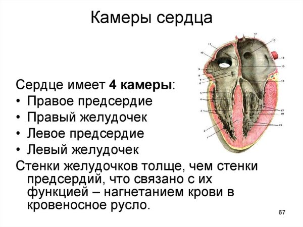Строение сердца желудочки предсердия