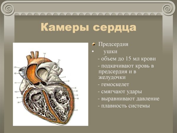 Анатомия межжелудочковой перегородки сердца