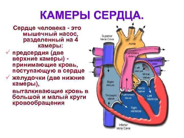 Артериальная кровь и венозная отделы сердца
