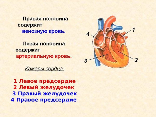 Строение камер сердца