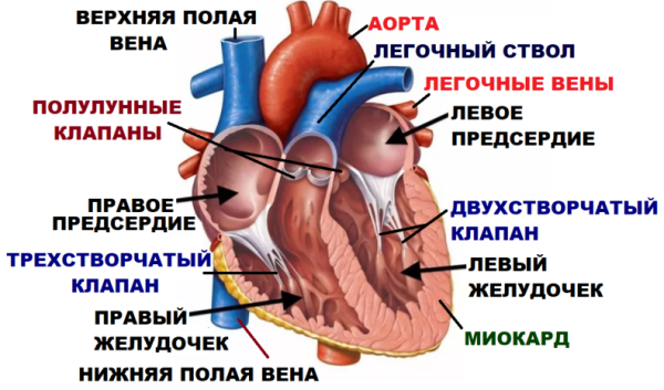 Схема камеры клапаны строение стенки сердца