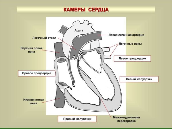 Строение сердца желудочки предсердия