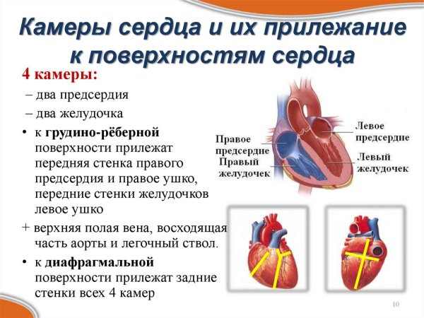Сердце анатомия желудочки и предсердия