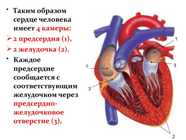 Схема строения камер сердца