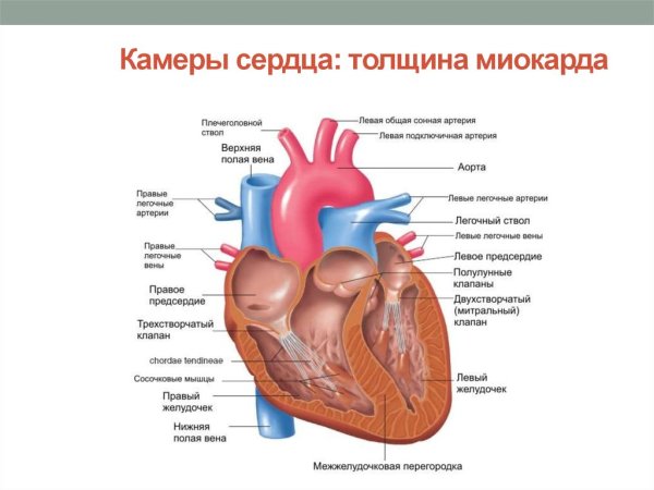 Строение камер сердца