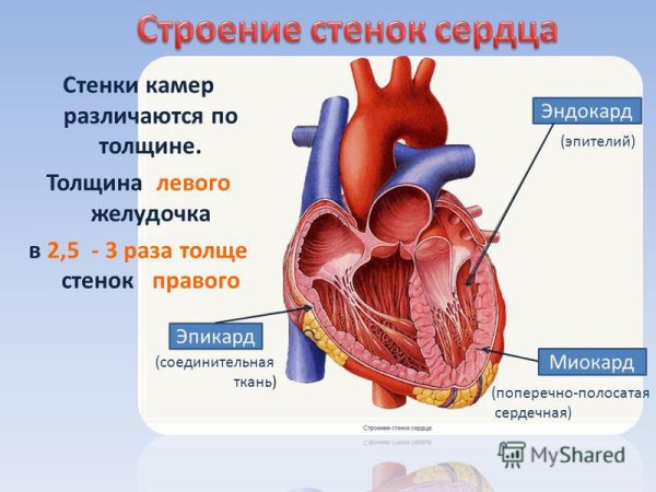 Функции предсердий и желудочков