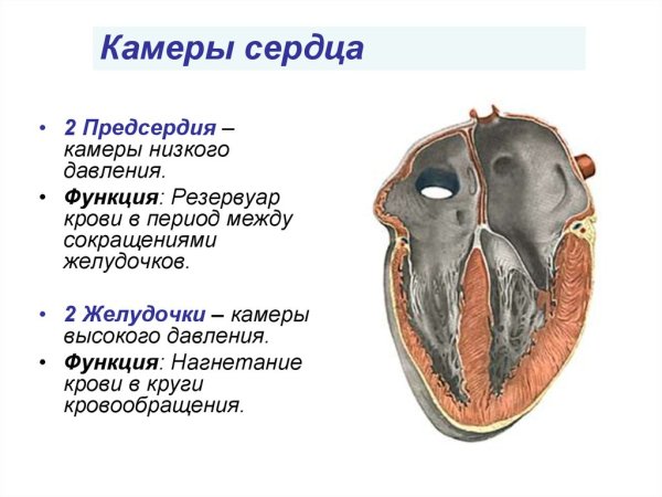 Сердце строение и функции