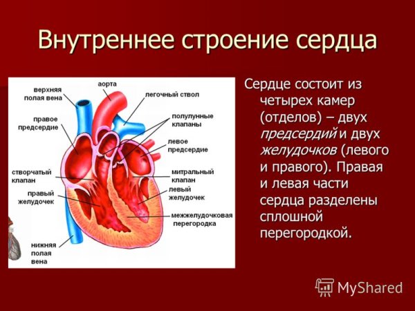 Строение сердца рисунок с обозначениями