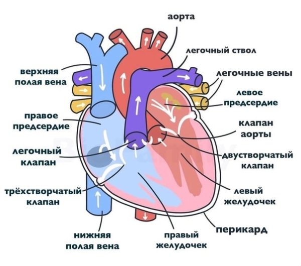 Сердце строение анатомия кровоснабжение