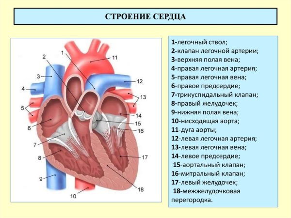 Сердце человека строение на английском
