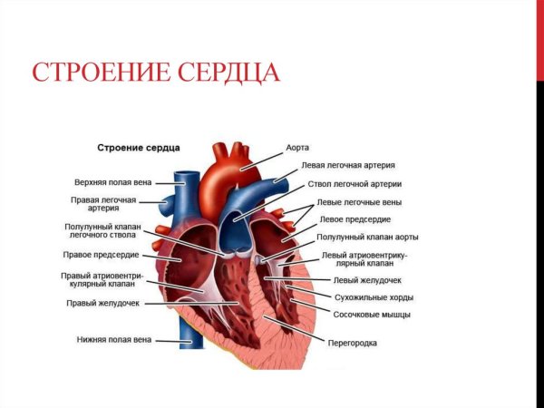 Камеры сердца