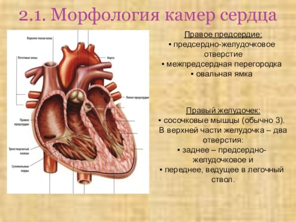 Строение оболочек сердца схема