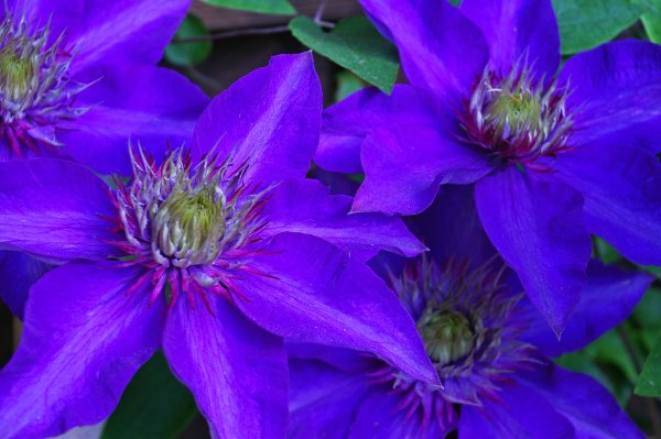 Клематис Blue Sensation