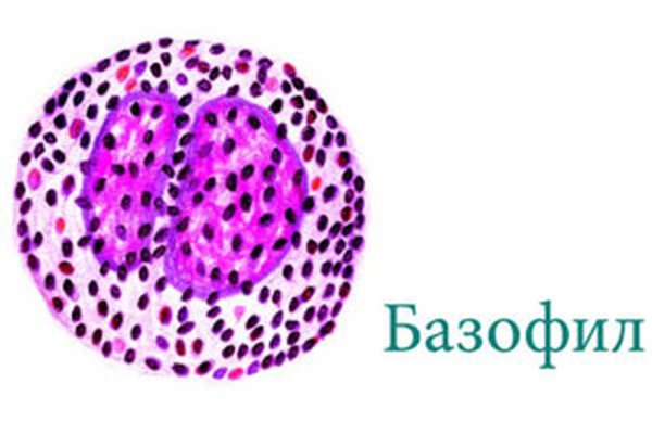 Базофил рисунок гистология
