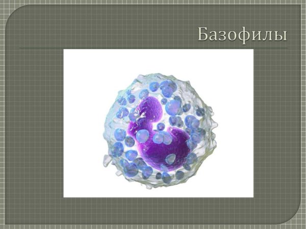 Базофилы гистология строение