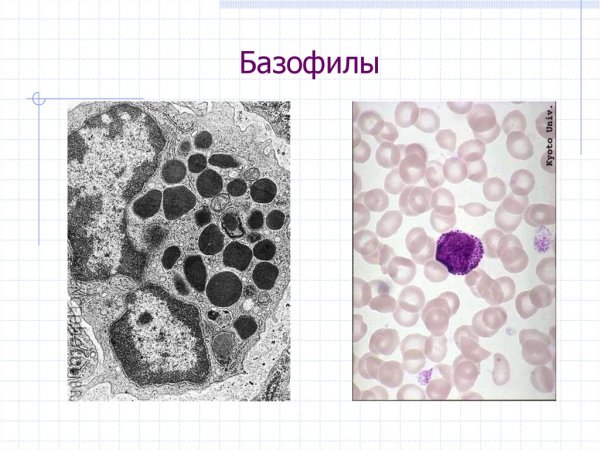 Базофилы микроскопия