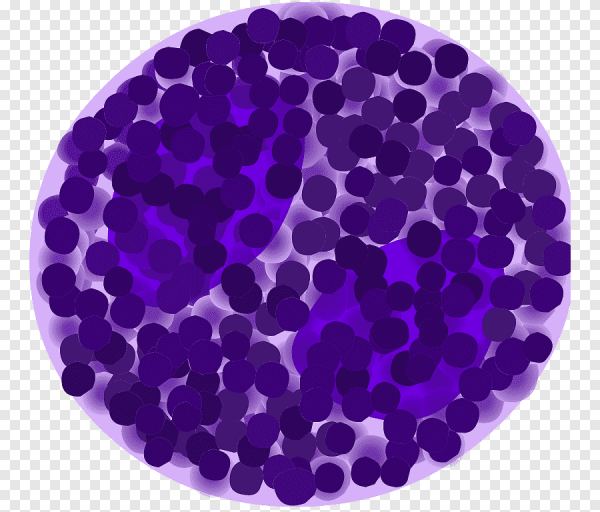 Базофил гистология