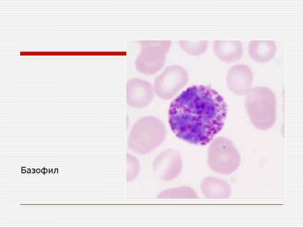 Базофил гистология препарат