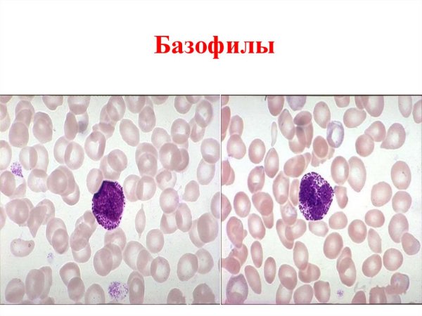 Базофил мазок крови