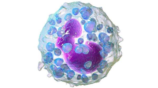 Тучные клетки и базофилы