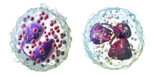 Физиологическая эозинофилия