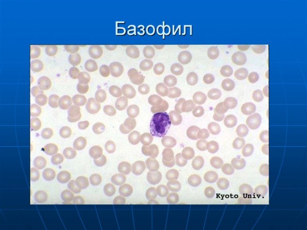 Базофил гистология мазок
