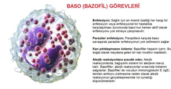 Микрофаги: нейтрофилы базофилы эозинофилы