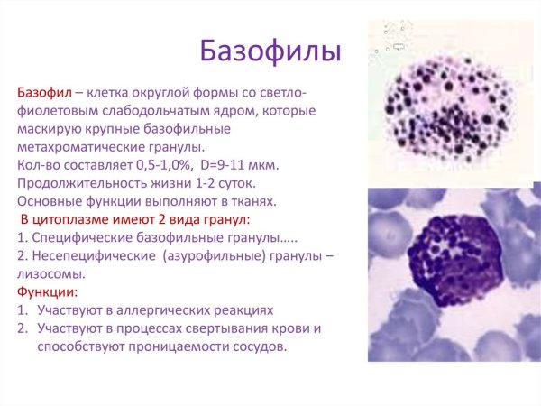 Функции лейкоцитов базофилы
