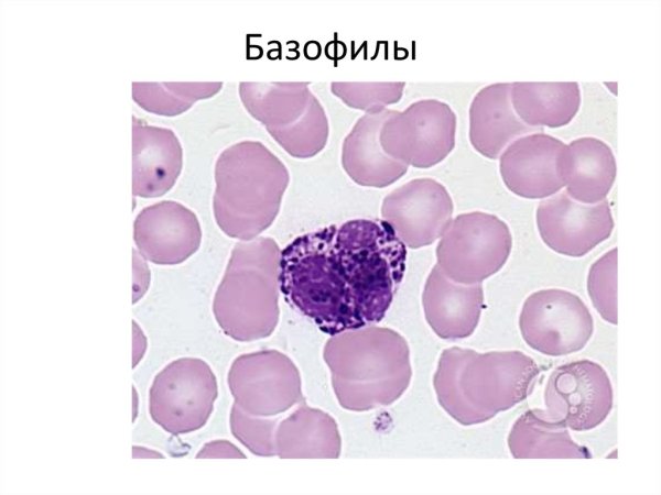 Базофил гистология препарат