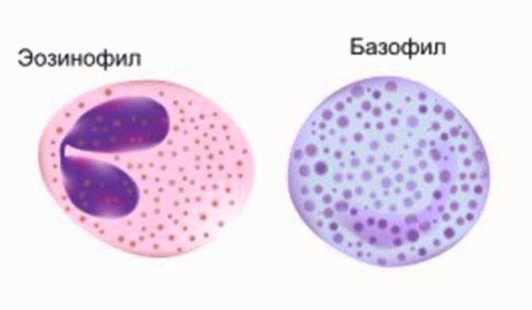 Базофильный лейкоцит рисунок